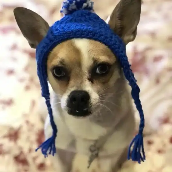 Dog Hat Earflap Hat With Braids