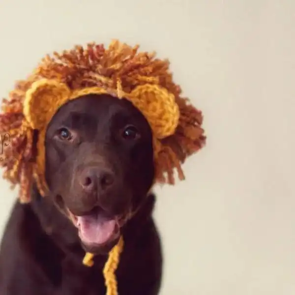 Large Dog Lion Hat