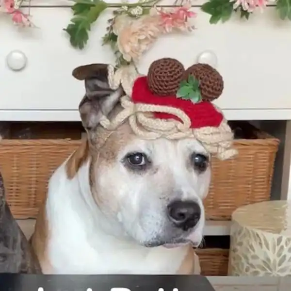 Spaghetti And Meatballs Dog Hat