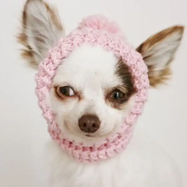 Toy Chihuahua Sweater And Hat