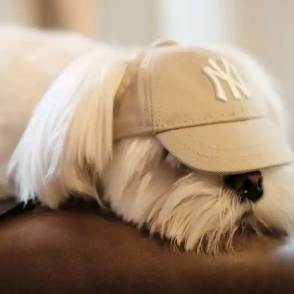 Small Dog Novelty Hat