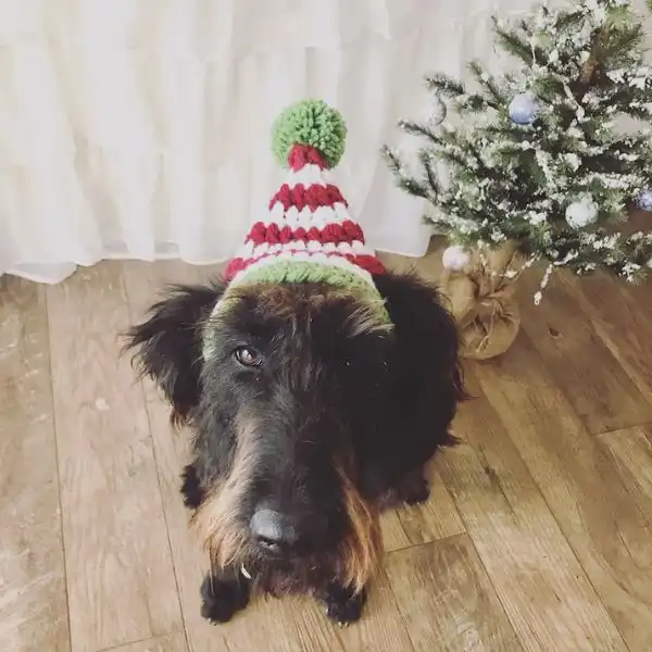 Large Dog Elf Hat