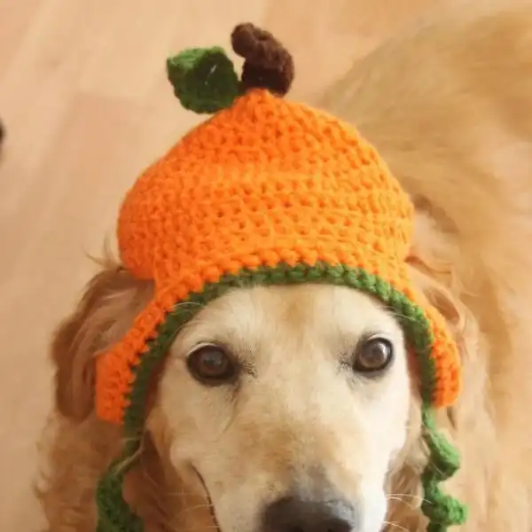 Pumpkin Dog Hat