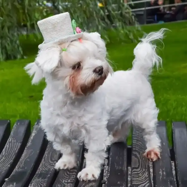Wedding Top Dog Hat