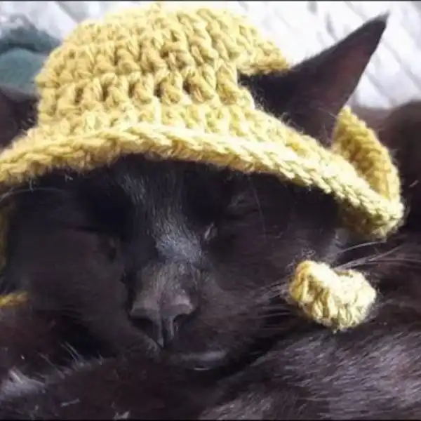 Bucket Cat Hat