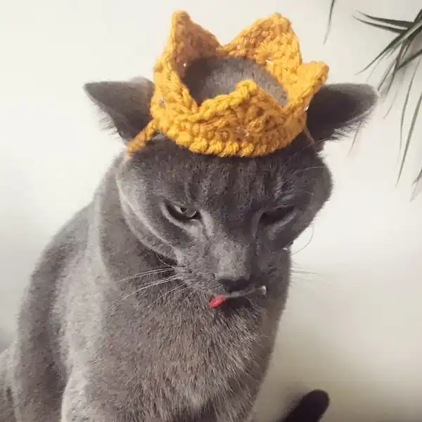 Crown For Cat