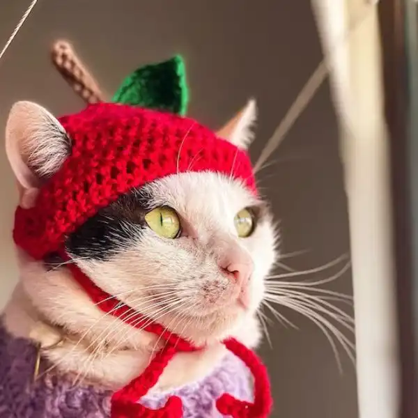 Apple Cat Hat