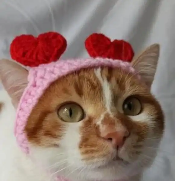 Valentine's Day Cat Hat
