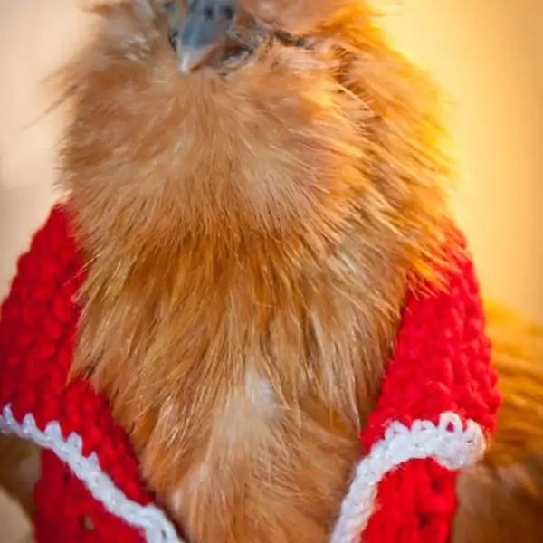 Tunisian Fancy Chicken Sweater