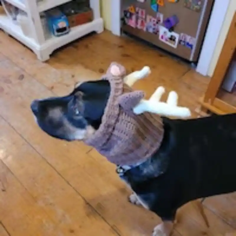 Spike Dog Collar For Large Breeds