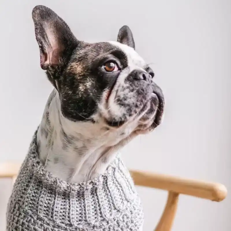 Boston Dog Sweater