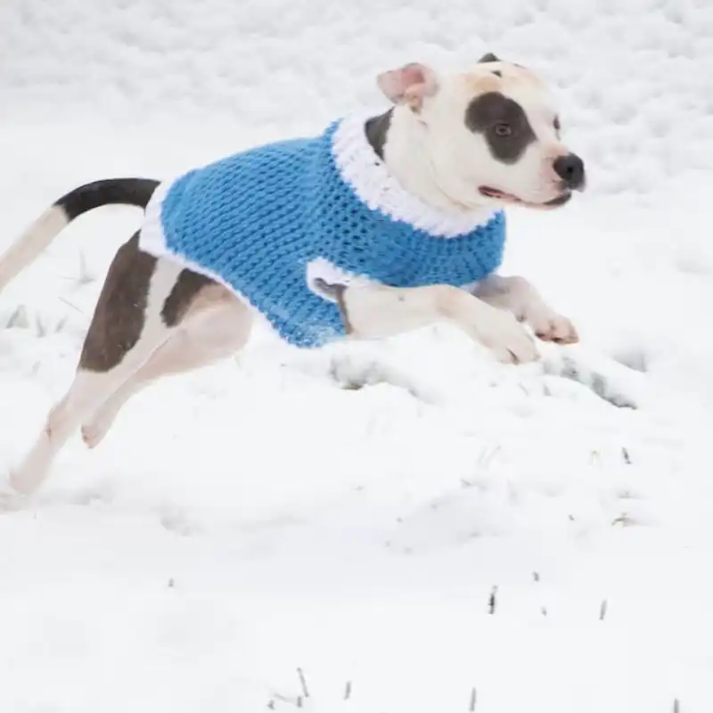 CHUNKY Dog Sweater