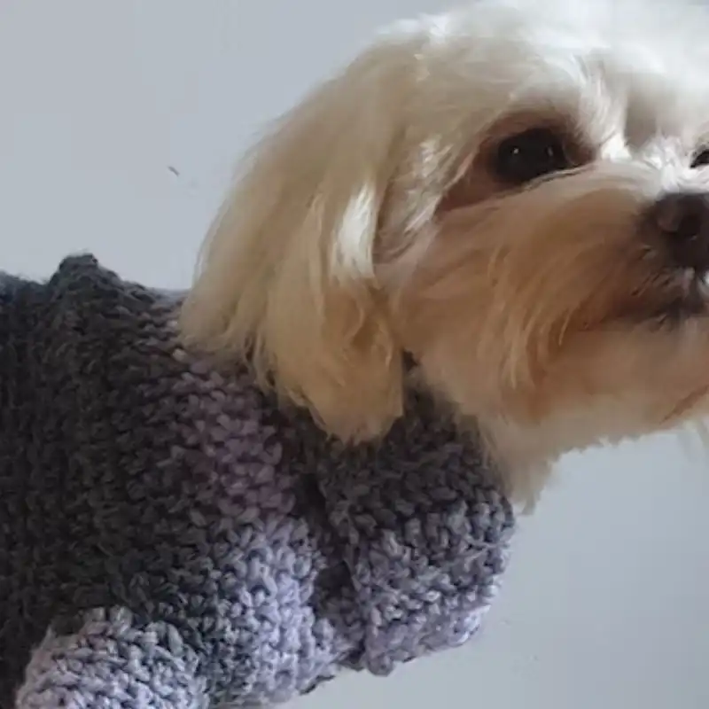 Chunky Ombre Dog Sweater