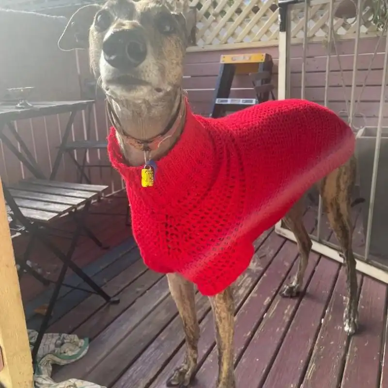 Greyhound Crochet Sweater