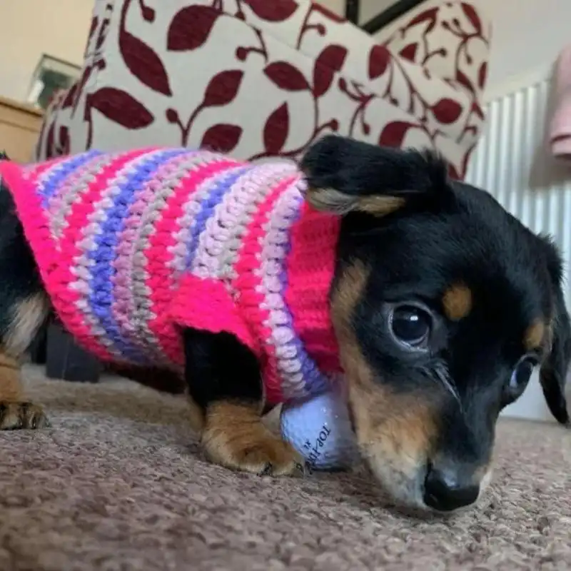 Dachshund Dog Jumper Sweater 