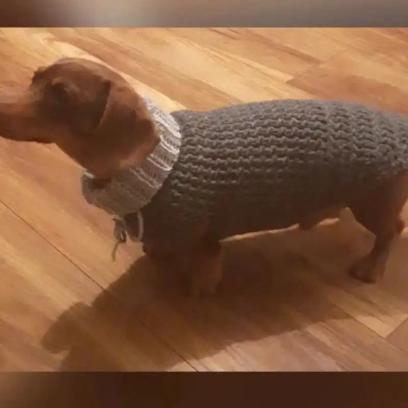 Sausage Dog Sweater