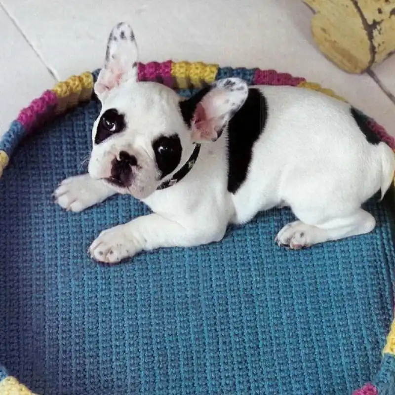 Easy Pet Bed Crochet Pattern