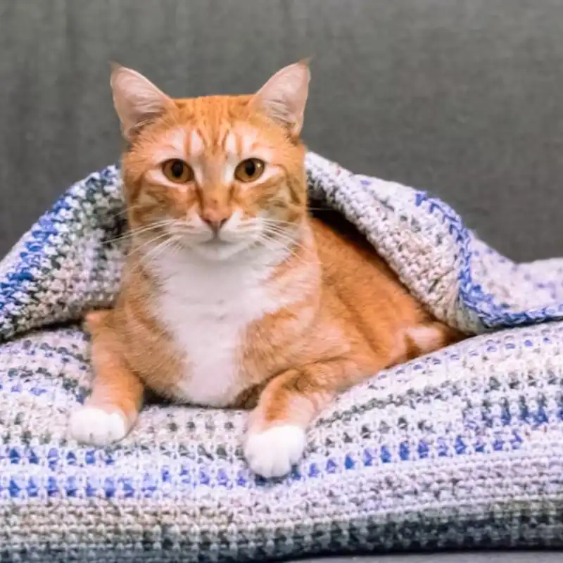 Crochet Pillow Pet Bed w/Blanket Pattern